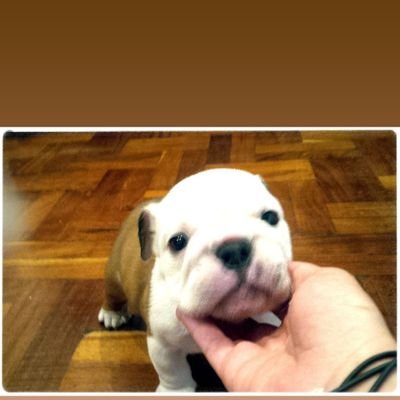 carlota_al11979's profile picture. Orgullosamente Mexicana.  anti PJ, anti chairos,
#MéxicoLibre = Es  #MéxicoSinMorena
    💖  🐶Tengo dos 😻😻