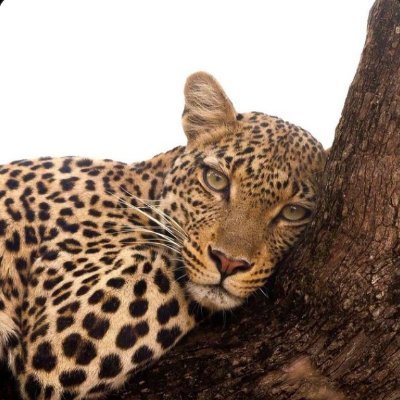 Shimmyshimmyyh's profile picture. Tigress😎
Living☺️
Just started using twitter btw
Here for dede post show 🥳