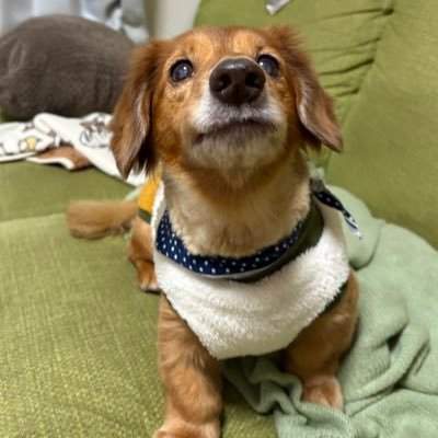 hariharihahifu's profile picture. 