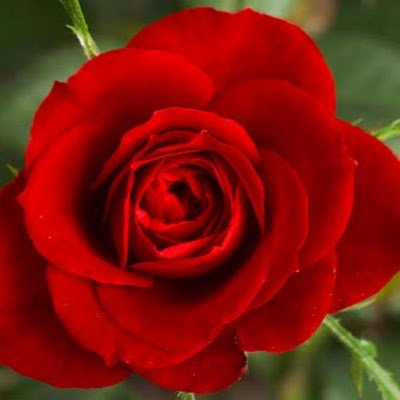 Saha2102's profile picture. 