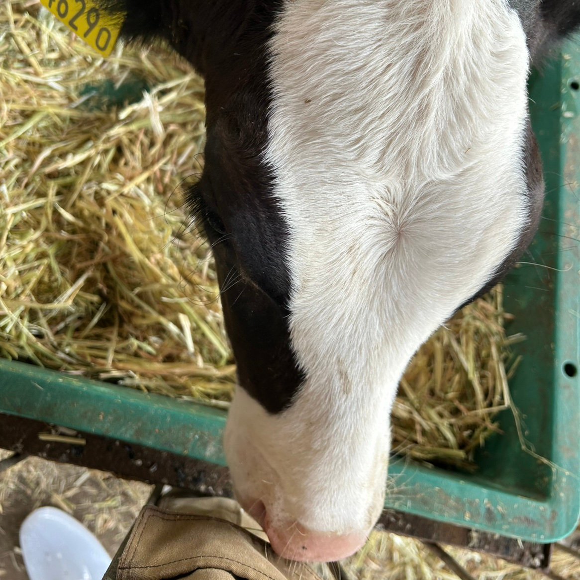 wata0x's profile picture. 