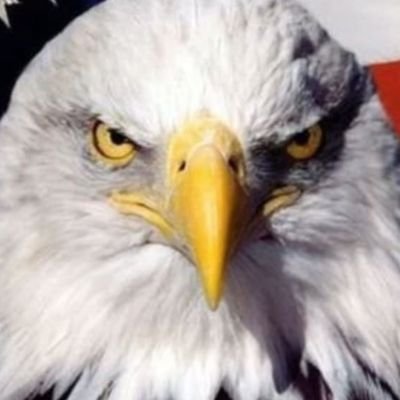 PatriotUSAMT's profile picture. #DefendFreeSpeech #Christian #Conservative #Freedom #JesusIsKing #TrustGod #PrayForAmerica #TrumpIsMyPresident #MAGA #DrainTheSwamp