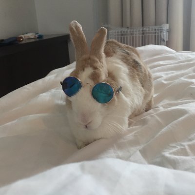 Ziixzix's profile picture. Rabbit? Plume Goon