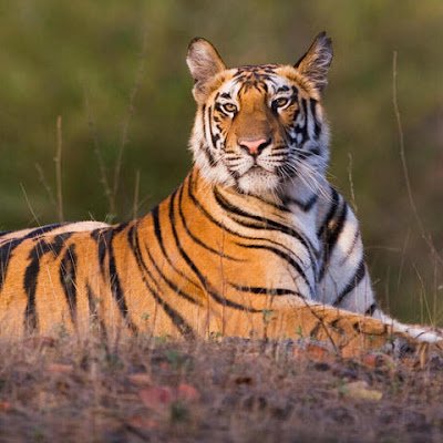 bagh_jayan21683's profile picture. 