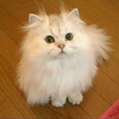 J5N73pK9PwnnVcV's profile picture. 彼氏持ちなので変なのは送ってこないでください。

LUNASEA、L'Arc-en-Ciel、XJAPAN、Acid Black Cherryなど💞