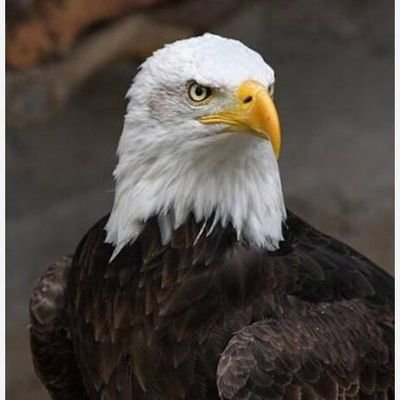 karutan15's profile picture. அது கண்ணாடி மூதேவி