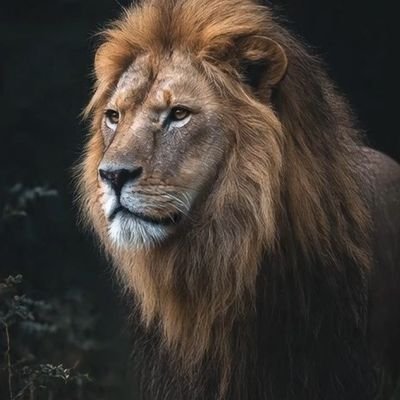 FfgghSdf1746's profile picture. ابو ايهم