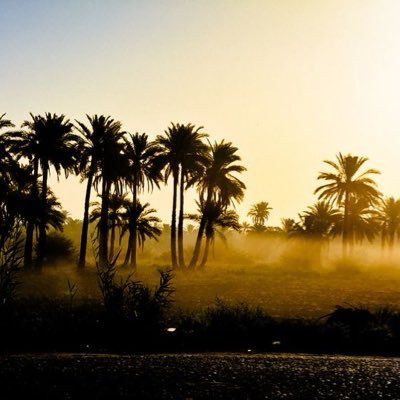 azhar1a's profile picture. لولا سموم القِيظ ما جاد النَّخيل