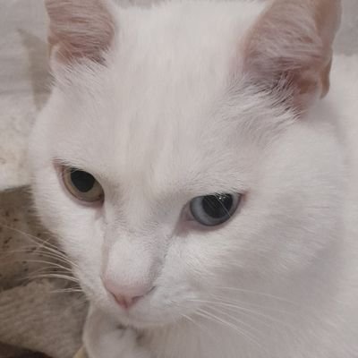 minnassat's profile picture. 