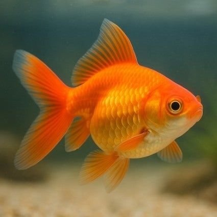 fish_S2S2's profile picture. 작가님들 구독할게요!