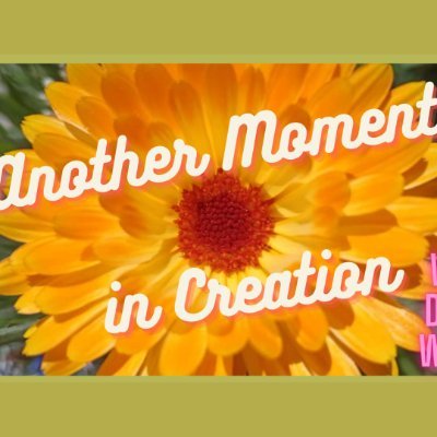 AMiC_2021's profile picture. 'Another Moment in Creation' with Diana Wedge - Learn about a variety of subjects as We Explore the World Around us from God's Perspective!