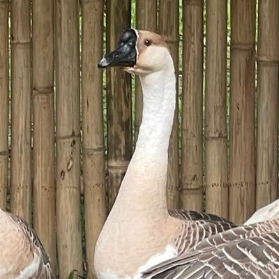 nobody10997's profile picture. 