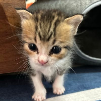 lao0928's profile picture. name ラオ / 25.09.28子猫拾った📦 /ハイソックスお洒落boy 🐾 /TikTokにて22:30〜 基本毎日Live配信中🎧