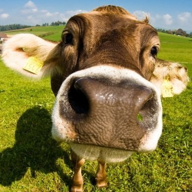 spuncow's profile picture. I'm spuncow