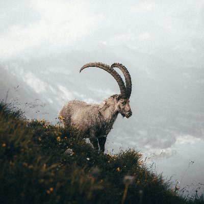 cryptoekselans's profile picture. yatırım yönetim kurulu aş evi başkanı