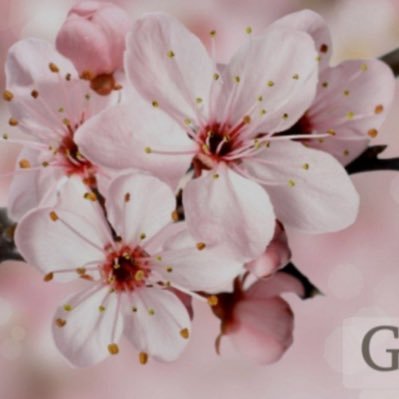 haifa_32's profile picture. @ad3yaaah3 ❥