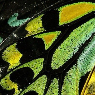 kyusnabi's profile picture. ✩°🪲⋆⸜ 🎧✮🍏 music music music