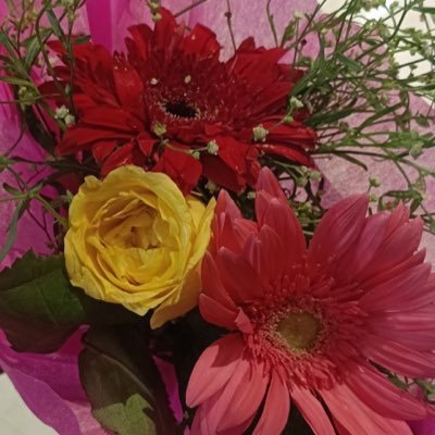 Tulipsjournal_'s profile picture. 