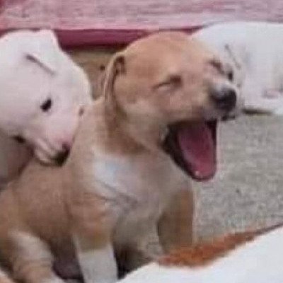 daniibeats_'s profile picture. @linfreitxs ♡ | Pro player em ser otaria e tentando cada dia ser menos feia