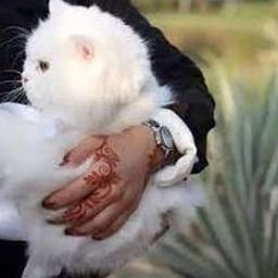 Irlarawlui967's profile picture. 