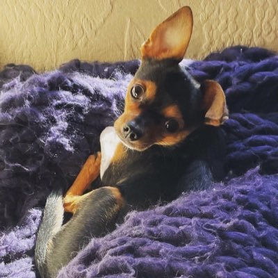 AllergyToLibs's profile picture. Happily married lady w trdtl values. Trump 1A 2A Freedom IFBAP, Dogs, Dogs, Dogs, Family, Christian Faith, 🇺🇸              🚫DMs / Back the 💙