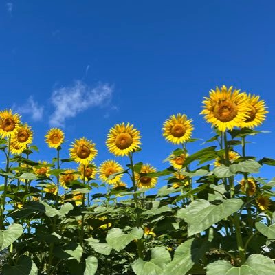 5csLr's profile picture. 