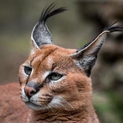 karakal75973's profile picture. 