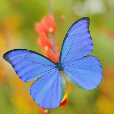 valpoppy25's profile picture. I think we’re in the twilight zone #RESIST NO DMs