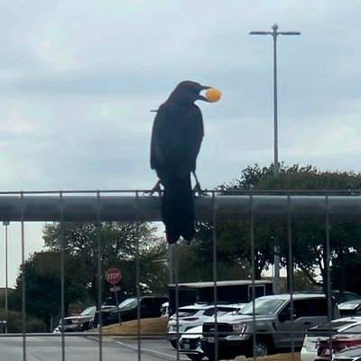 WrldPeaceSzn's profile picture. Domesticated Wigger