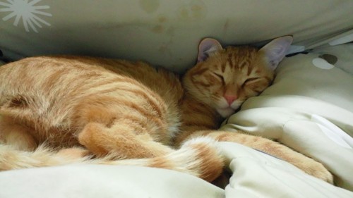 yachamu28's profile picture. 大阪在住だよ～。ツイッター初心者だけど楽しみたい