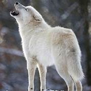 K9SheriffPaws's profile picture. For GTA purposes