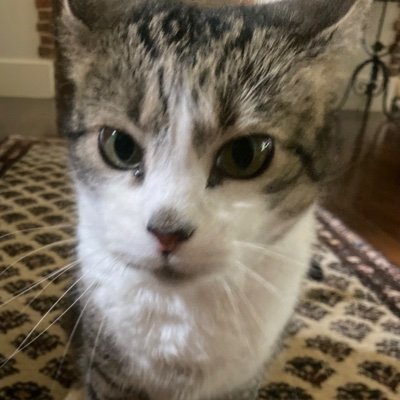 AlphaKat2266's profile picture. Business owner, Mom, Rescue animal advocate, No Student Drivers!, MAGA!!
