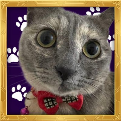 JstElizabethCat's profile picture. Elizabeth is creating https://t.co/1QDpsYeRkG, the first animal-themed launchpad on Solana.🐈‍⬛