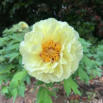 meichanzuki's profile picture. 筋痛性脳脊髄炎/慢性疲労症候群 副腎不全 【経過】2018 細菌性ウイルス性併発肺炎。数ヶ月後、倦怠感、起立不耐、背部痛、関節痛、発疹、発熱等。握力15,背筋30 →36へ ps7→4 2023コロナ肺炎（入院）、その後、悪化し、PS8→改善中 基本的には🔑