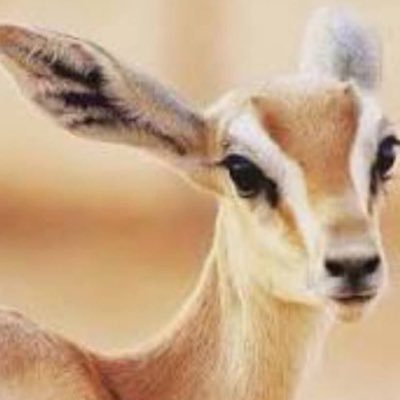 taahlah2019's profile picture. لا تثق بالوجه الأول لأي إنسان ، فغالباً خلف كل وجه عدة وجوه يبدأ ظهورها حسب المواقف..!!