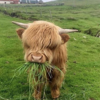 babycowshlnd's profile picture. 