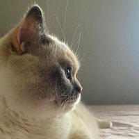 Ayşenur (@burcudonme39269) 's Twitter Profile Photo