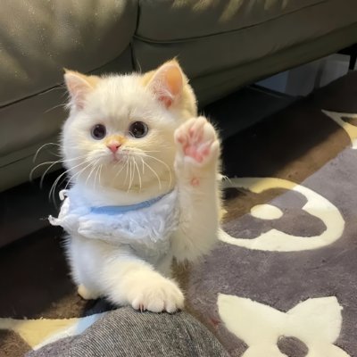 Asadjduh's profile picture. ミステリー小説が恋人🕵️‍♀️真実はいつも一つ！
心優しい天然系🍀たまに変なこと言うかも？