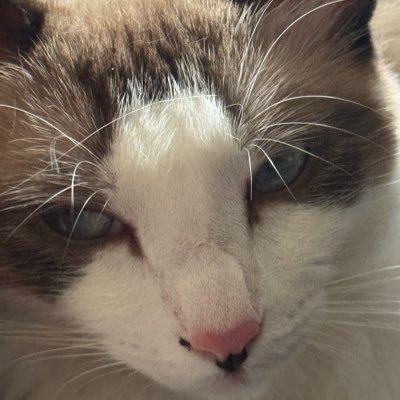 RobertPerezJr_'s profile picture. Me gusta dormir.