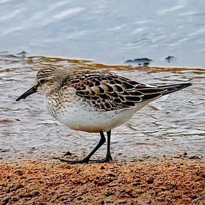 HafanOleu's profile picture. 