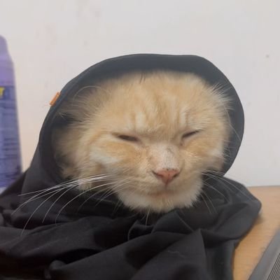 dr_fbrnn1's profile picture. Backup account @dirafbrn1 | Crypto enthusiasm 🔥