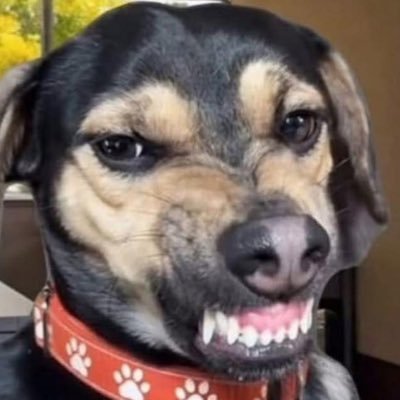 RealPtitty's profile picture. An apple a day keeps the Libtards away! Albertan and proud of it! No DM’s please. I follow back #LiberalsMustGo #MCGA