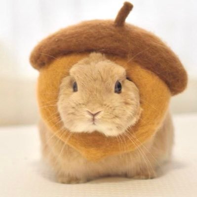 qjfzjrqjfzjrzi's profile picture. 그래도 독도는 우리 땅이다