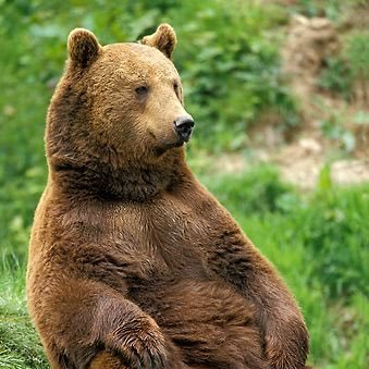 toonblastking's profile picture. honey, salmon, caves, etc.