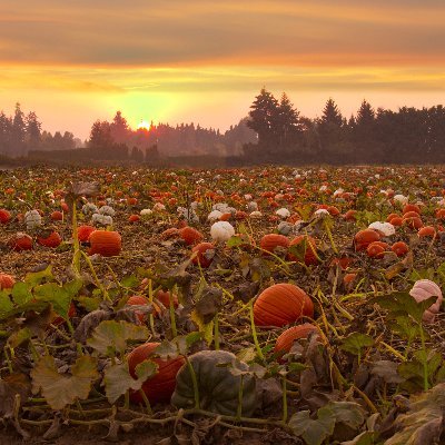 yuantigu's profile picture. STGとホラー映画をこよなく愛しています。新規アカウントのため不審に見えるかもしれませんが、節度を大切に活動していきます。将来の長旅に備え、日々筋トレと語学学習に取り組んでいます。