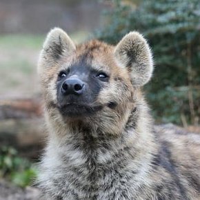 SifOppssum's profile picture. 34 yeengirl in a material world
mdni