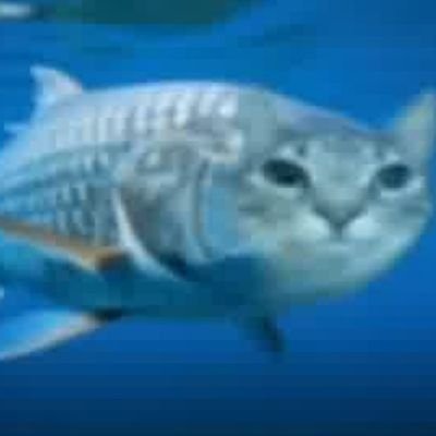 xcxslop's profile picture. Dog balances fucking rice cake on its head #stantwt #musictwt #sealtwt 🇦🇷