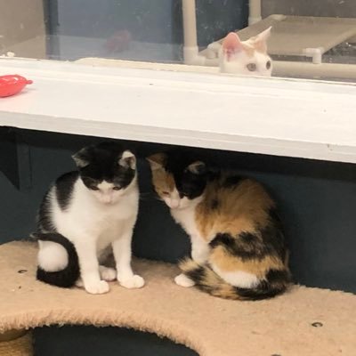 onlinejuku_taka's profile picture. 塾講師歴20年以上|愛知県出身|中学受験、高校受験、大学受験、医学部受験|指導教科は数学・英語・物理・化学・受験算数|オンライン個別指導塾運営|理系は私1人で完結|桜蔭合格や北大医合格｜高受は国立開成早慶や公立等|勉強法の質問にお答えします