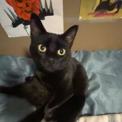 ak8yu's profile picture. follow me and I follow back simple as that pimps