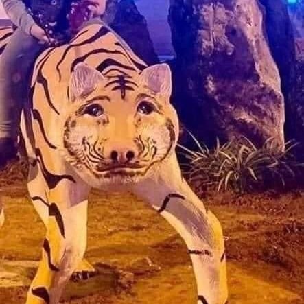 shoxzq3's profile picture. 